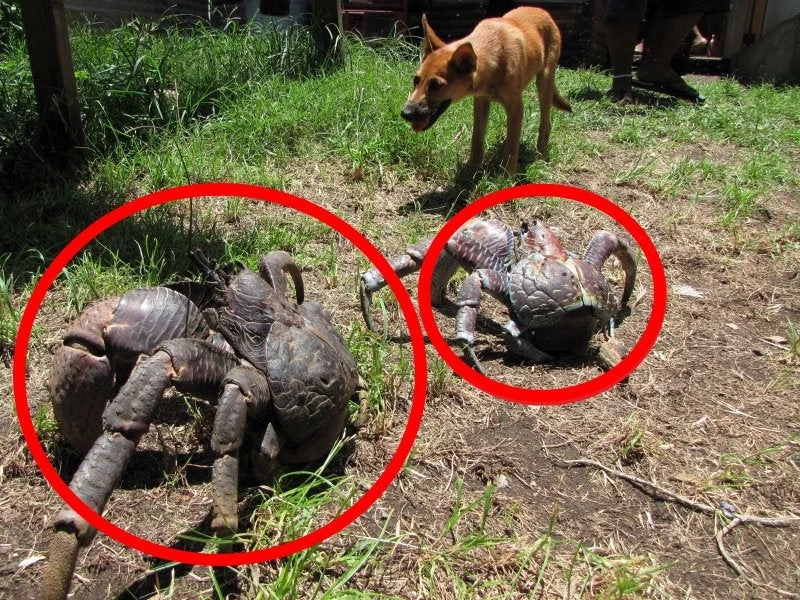 Βίντεο: 5 ζώα που δεν θα πιστεύετε ότι υπάρχουν!